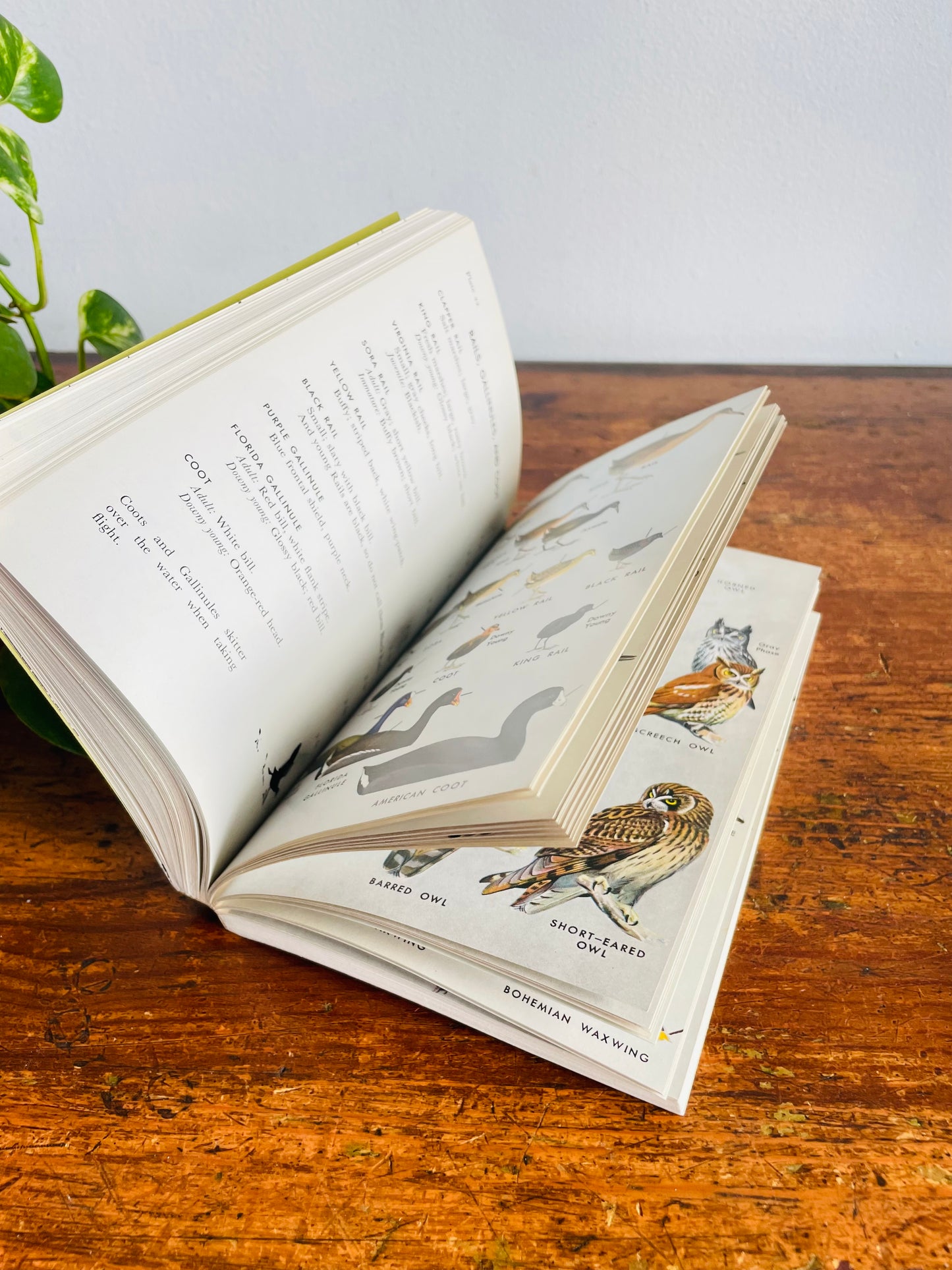 Vintage Peterson Field Guide to the Birds - Eastern Land & Water Birds by Roger Tory Peterson