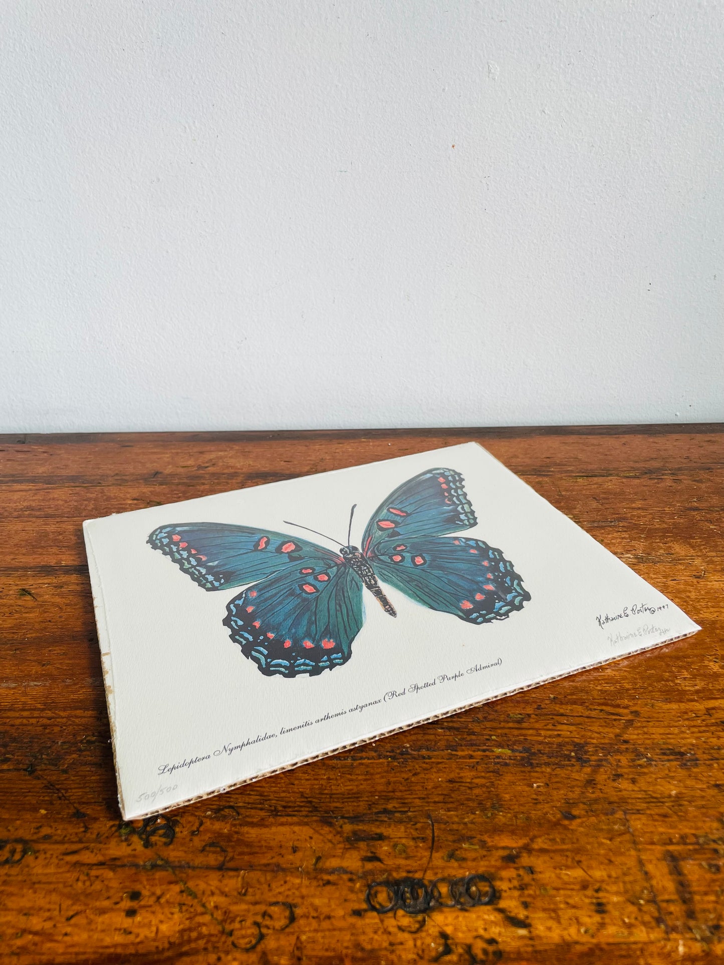 Vintage 1997 Pencil Signed & Numbered Print of Red-Spotted Purple Butterfly by Niagara Artist Katharine E. Porter #2