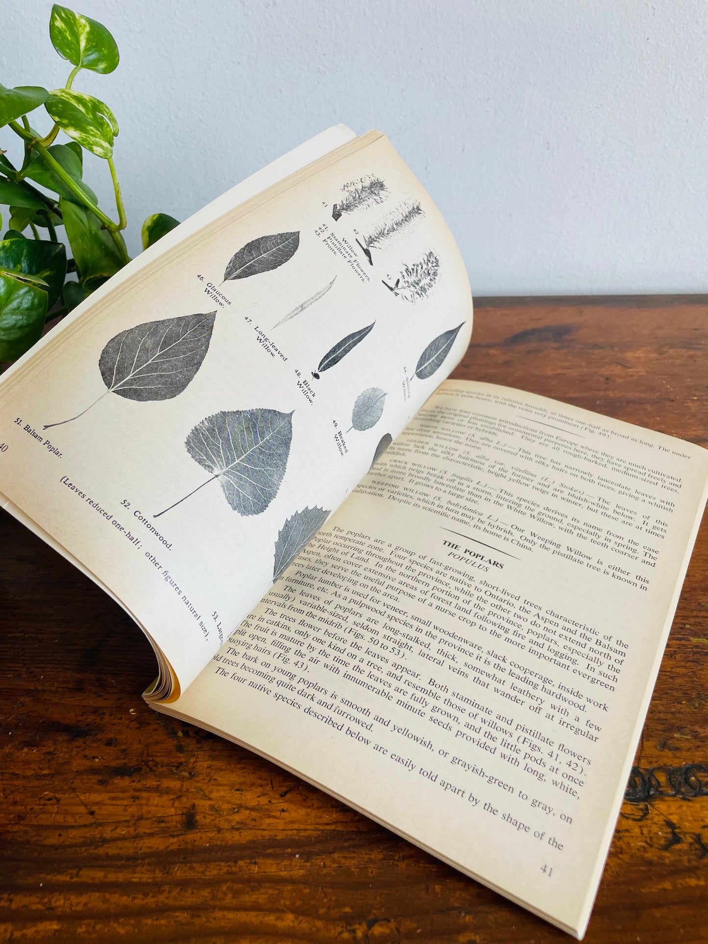 Vintage The Forest Trees of Ontario Book by J.H. White Revised by R.C. Hosie - Ontario Ministry of Natural Resources (1980)