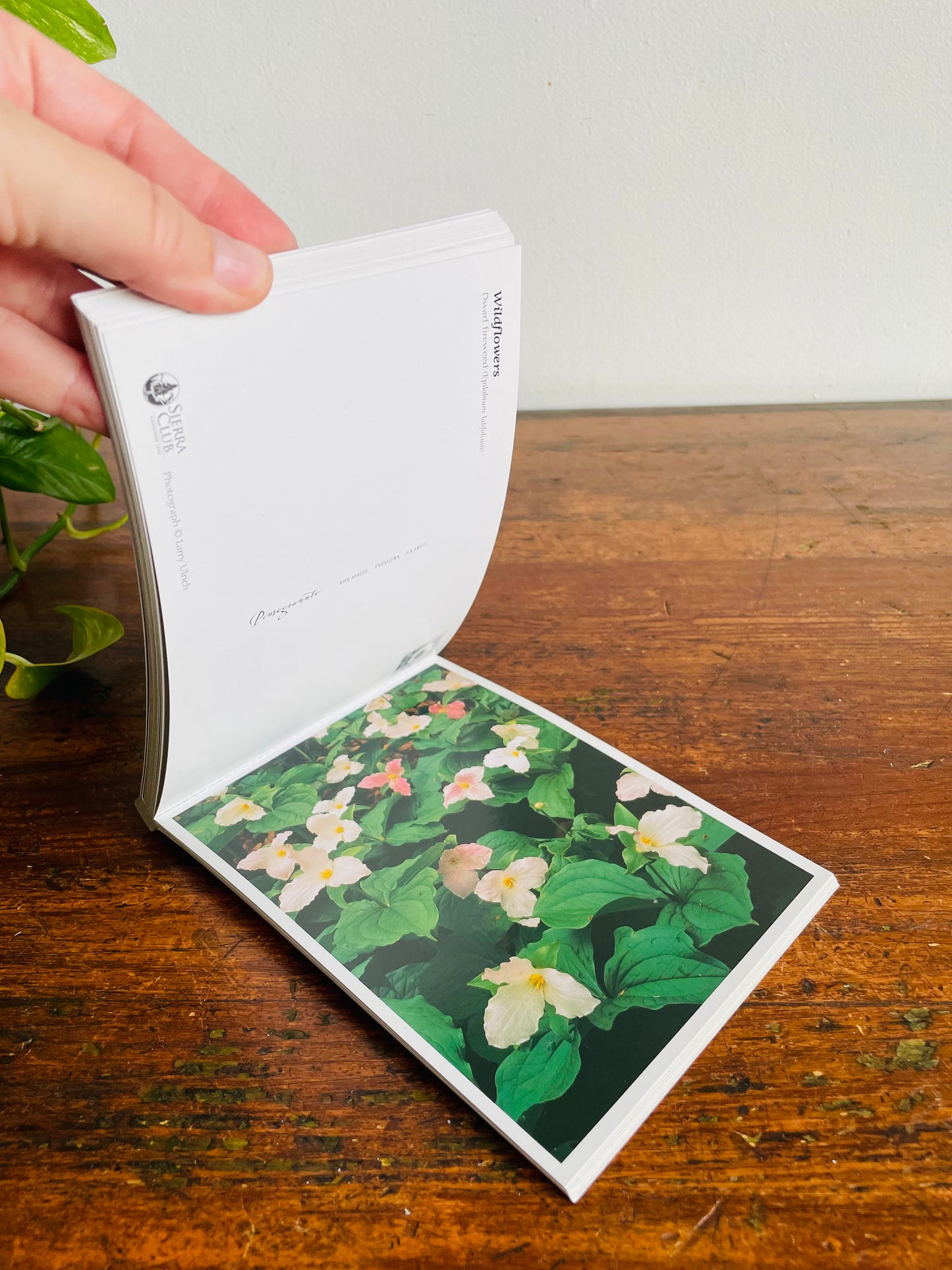 Vintage Sierra Club Book of Wildflower Postcards - Larry Ulrich Photography (2004) - Includes 23 Flower Postcards