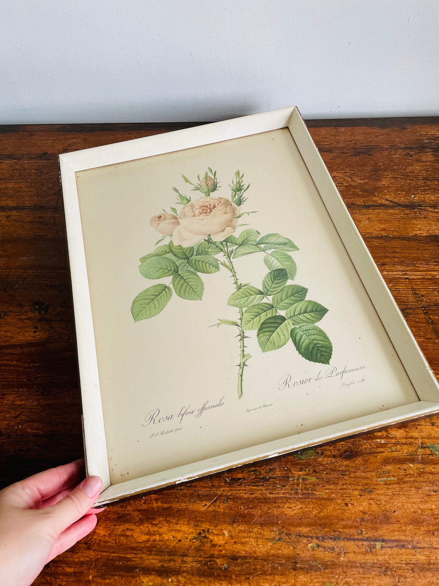 Vintage Floral Botanical Lithograph Print Picture by Pierre-Joseph Redouté - Rosa Bifera Officinalis - Rose Flower - Normill No. 1879 Made in England