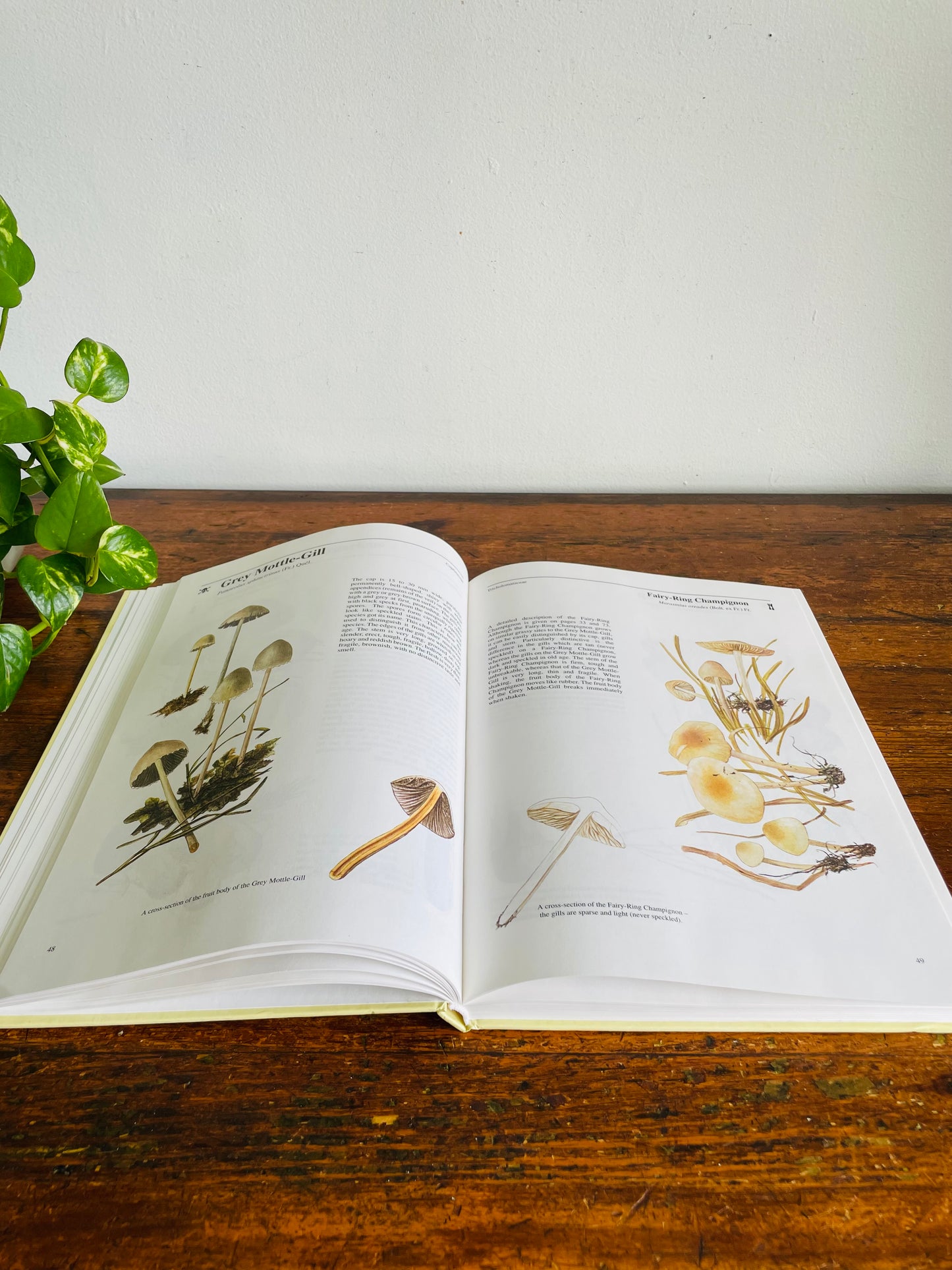 Vintage Mushrooms & Toadstools Illustrated Guide Hardcover Book by Jiří Baier (1995)