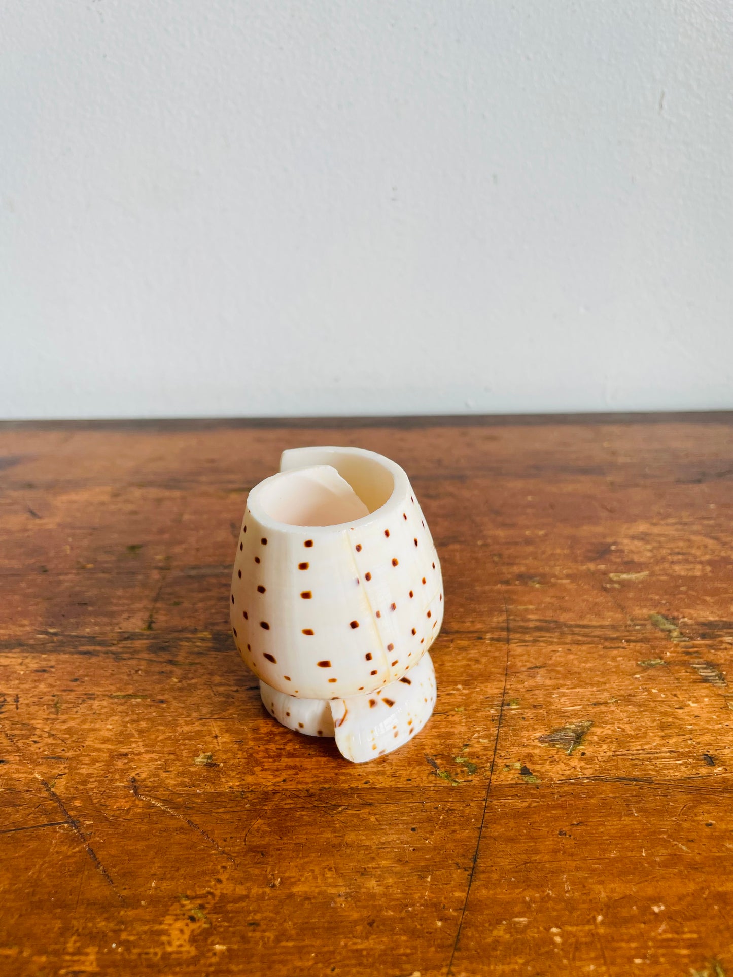 Vintage Carved Leopard Cone (Conus Leopardus) Seashell Vessel Vase Holder - Bud Vase, Matches, Toothpicks, Q-Tips, Etc.