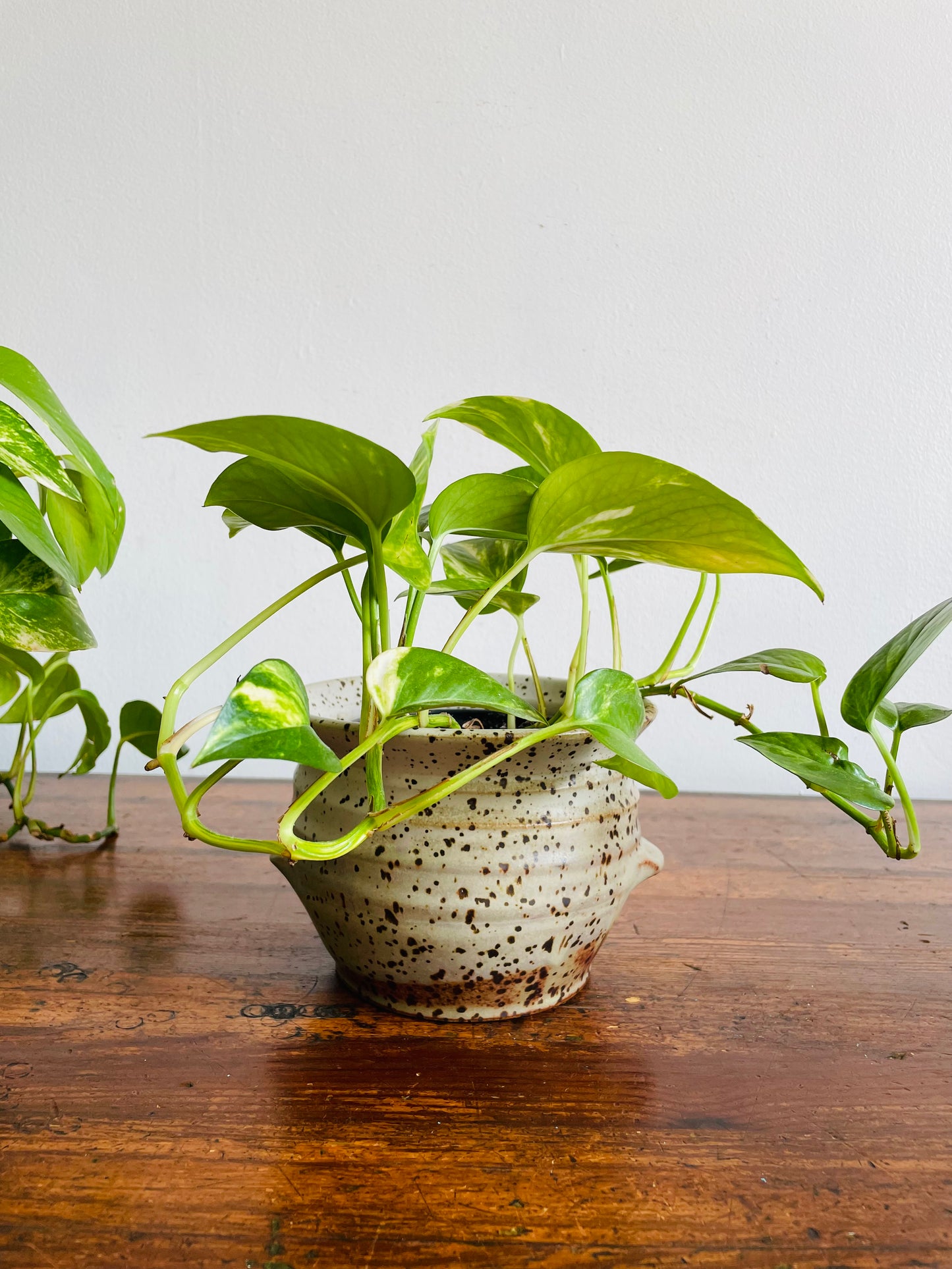 Studio Pottery Speckled Planter Pot with Groove Handles