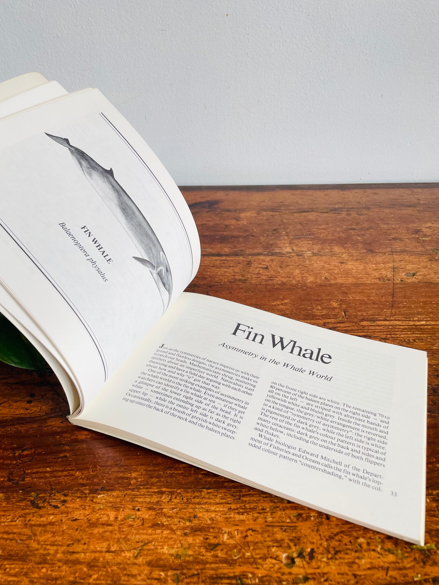 Vintage The Whales In Canada Softcover Book by Erich Hoyt - An Equinox Wildlife Handbook (1988)