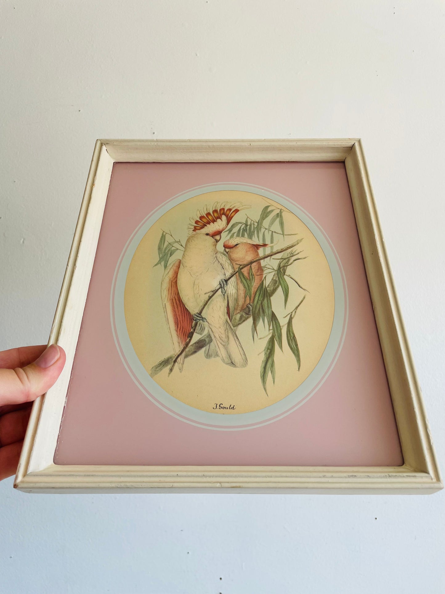 Vintage Framed Print Picture of Pink Leadbeater's Cockatoo Birds - The Birds of Australia - Elizabeth Gould