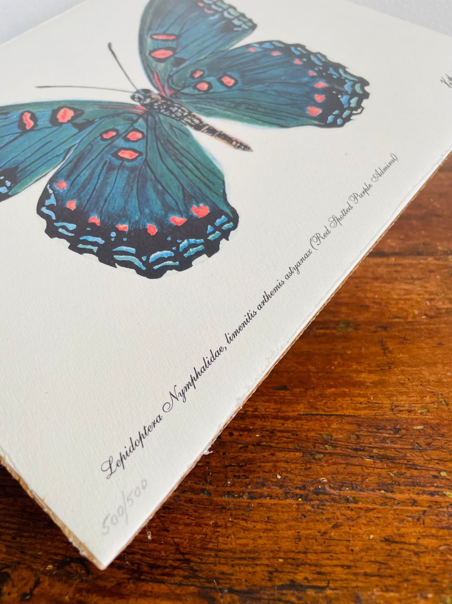Vintage 1997 Pencil Signed & Numbered Print of Red-Spotted Purple Butterfly by Niagara Artist Katharine E. Porter #2