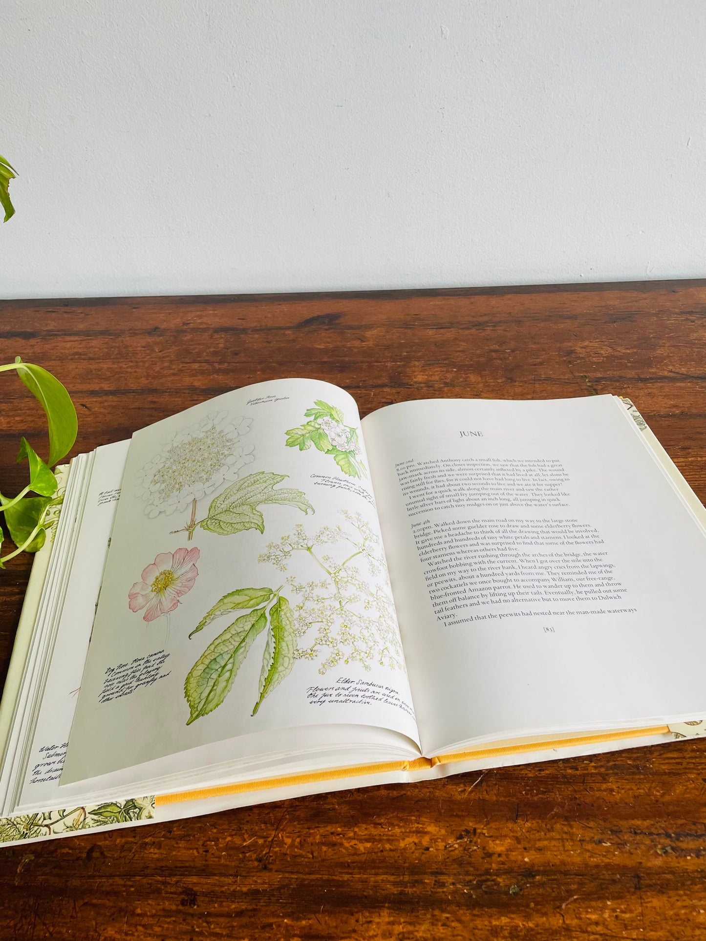 Janet Marsh's Nature Diary Hardcover Book (1979)