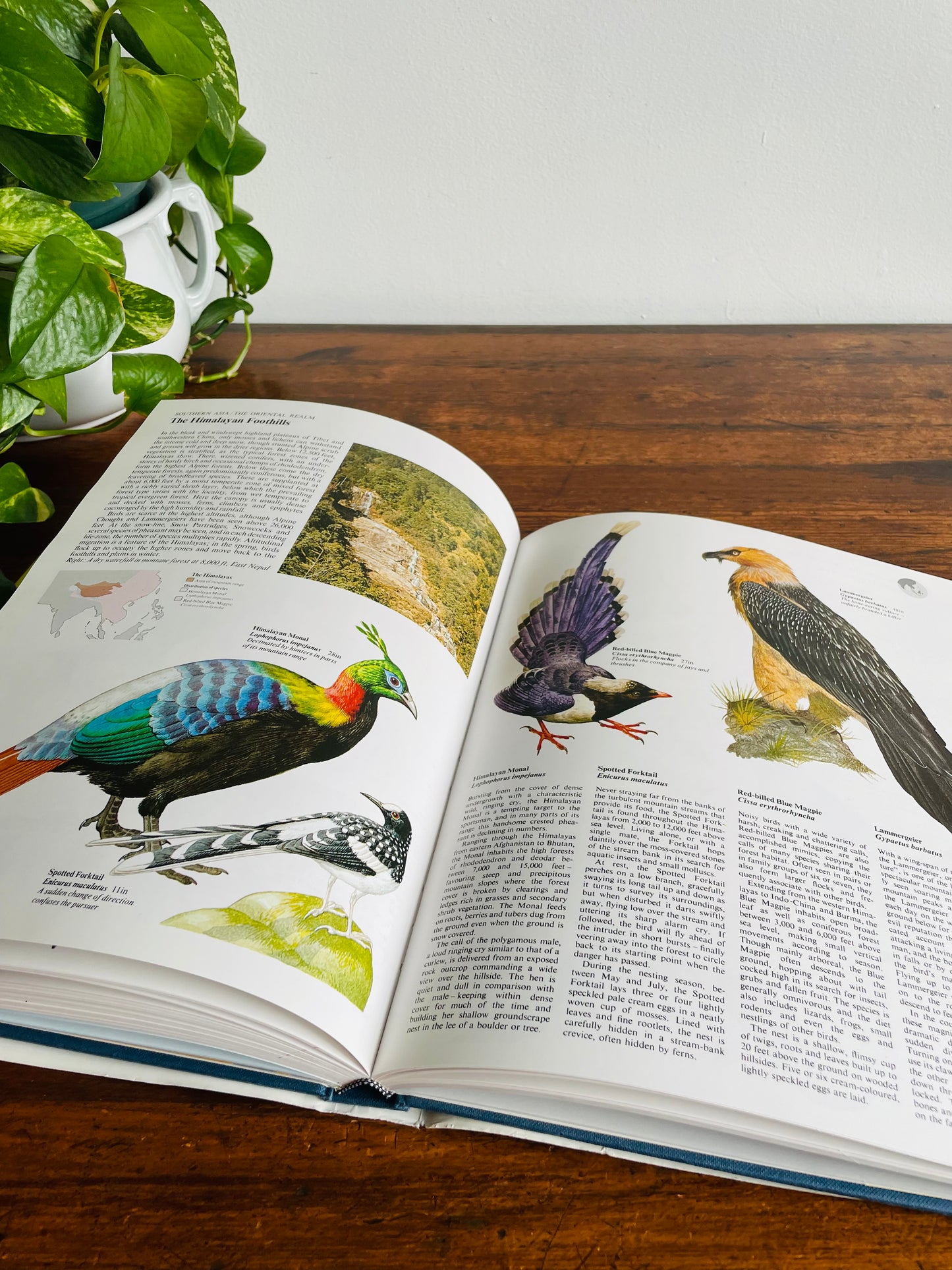 The World Atlas of Birds Large Hardcover Book by B. Mitchell (1989)
