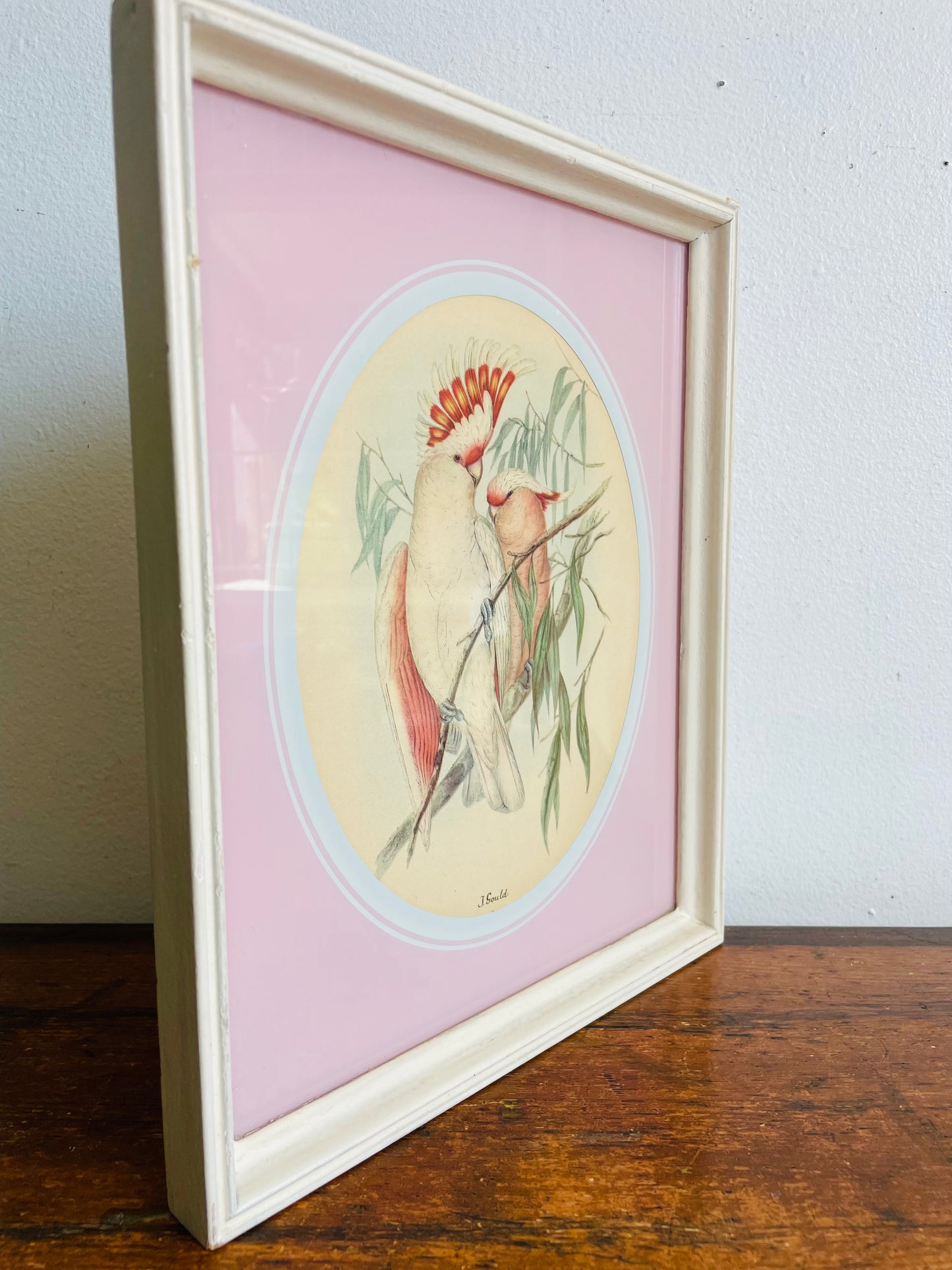 Vintage Framed Print Picture of Pink Leadbeater's Cockatoo Birds - The Birds of Australia - Elizabeth Gould
