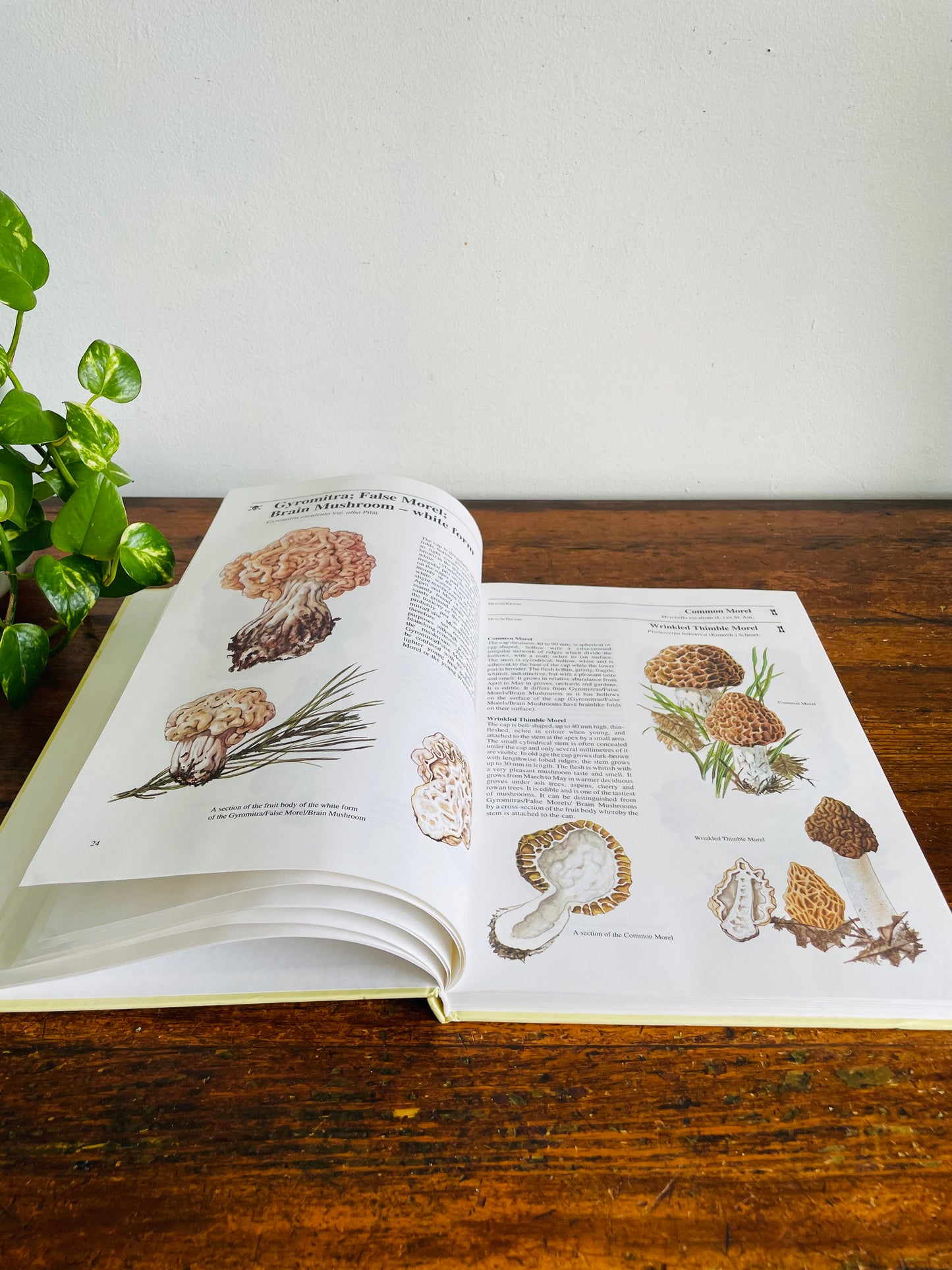 Vintage Mushrooms & Toadstools Illustrated Guide Hardcover Book by Jiří Baier (1995)