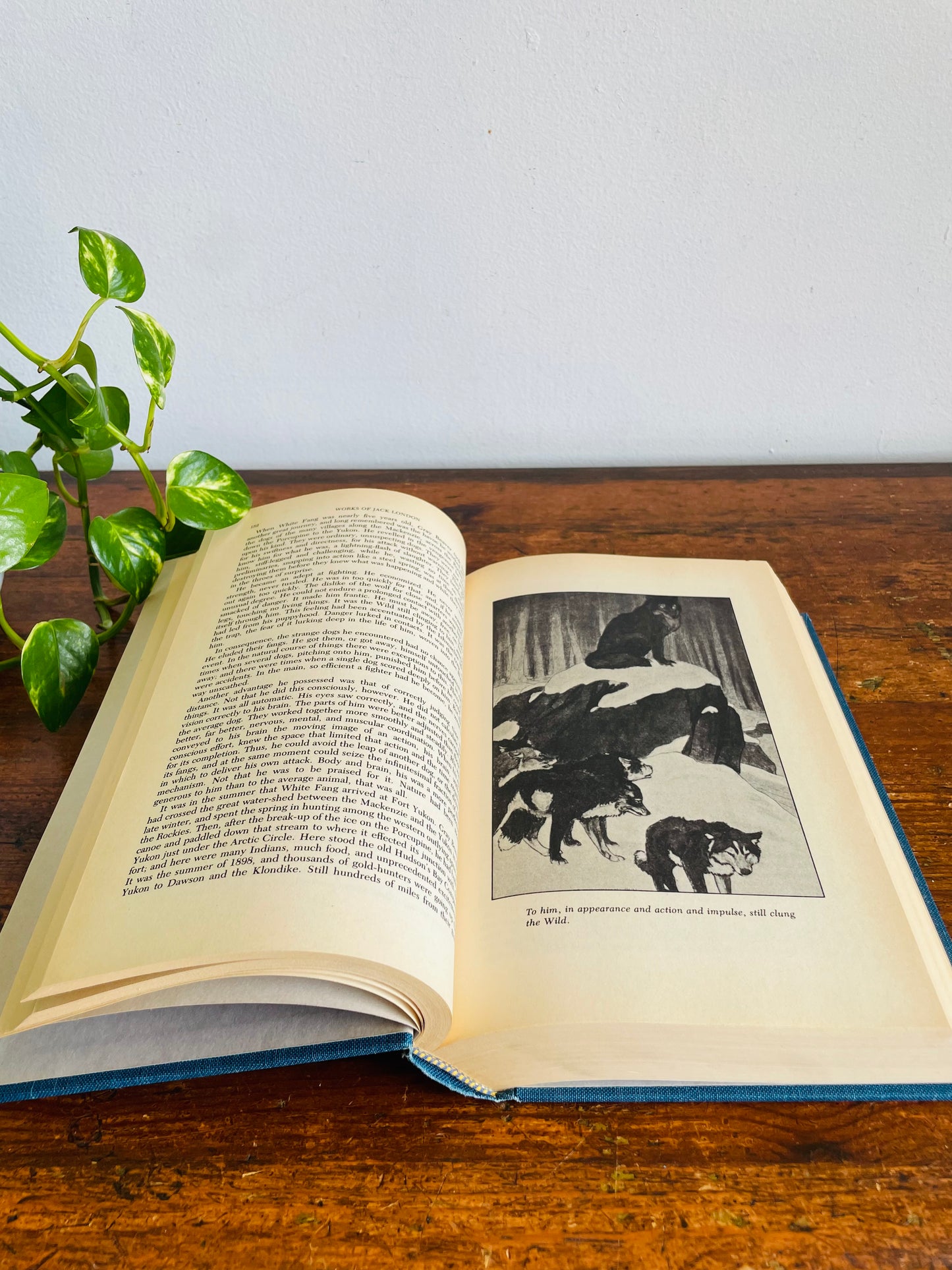Vintage Jack London Compilation Hardcover Book - The Call of the Wild, White Fang, The Sea-Wolf & 40 Short Stories (1980)