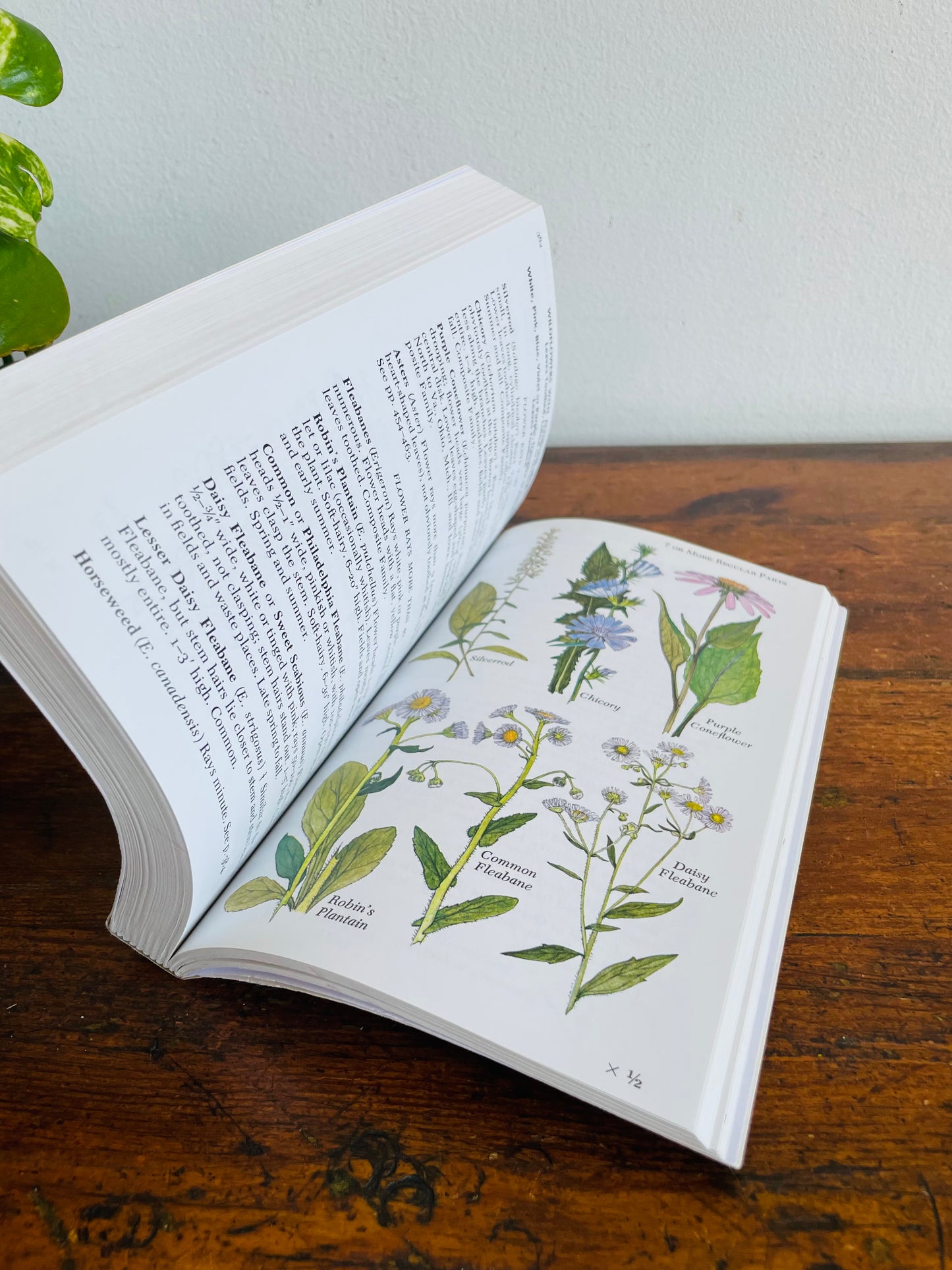 Newcomb's Wildflower Guide Book by Lawrence Newcomb (2011) - Beautiful Colour Illustrations & Black Line Drawings