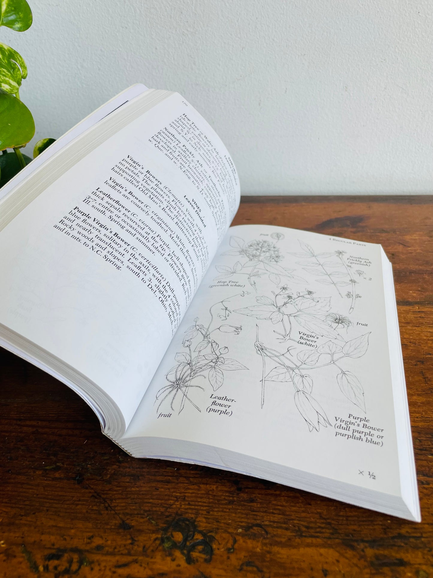 Newcomb's Wildflower Guide Book by Lawrence Newcomb (2011) - Beautiful Colour Illustrations & Black Line Drawings
