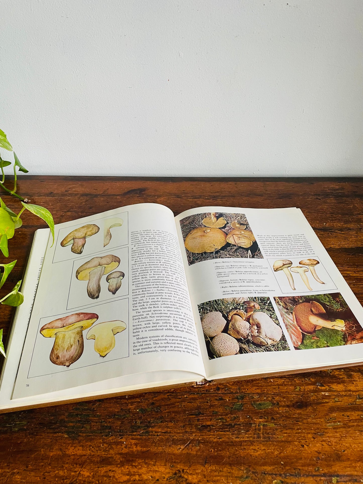 Vintage The World of Mushrooms Hardcover Coffee Table Book - Adapted from the Italian of Uberto Tosco (1973)