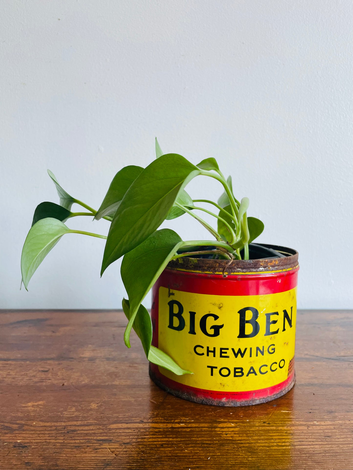 Big Ben Plug Chewing Tobacco Advertising Tin - Manufactured by Imperial Tobacco Co. of Canada Limited Montreal-Granby