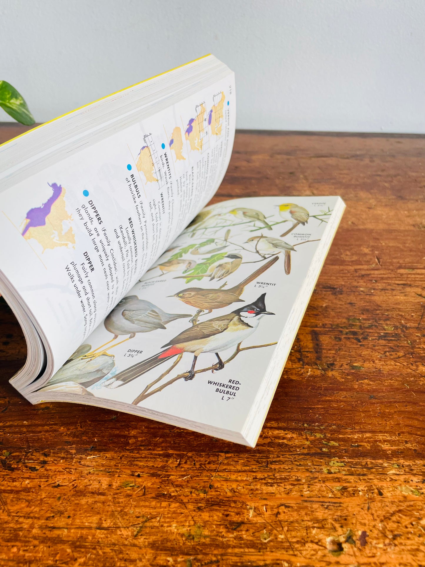 Vintage Golden Guide to Field Identification of the Birds of North America Softcover Book (1966)