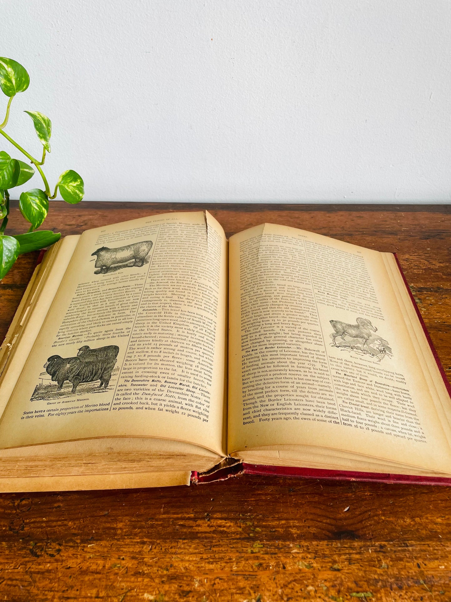 Antique The Standard Horse and Stock Clothbound Hardcover Book - Illustrated Farmer's Practical Guide (1902) - 124 Years Old