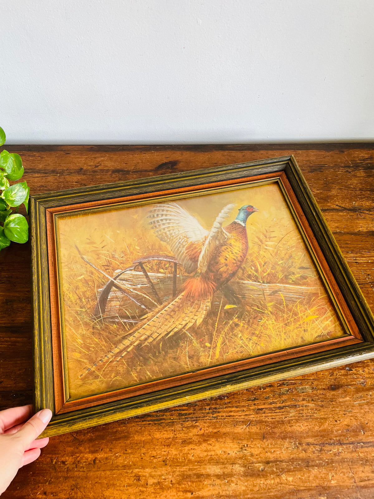 Vintage Print Picture of a Wild Pheasant Bird in Wood Frame - A Windsor Art Product - No Shipping