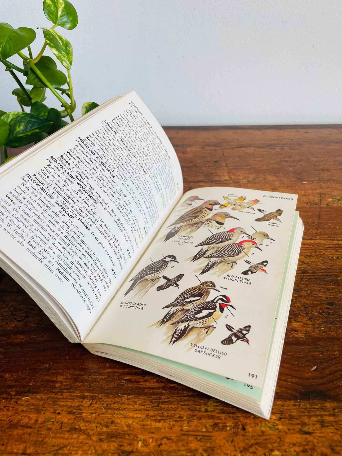 Vintage A Field Guide to the Birds East of the Rockies Book by Roger Tory Peterson (1980)