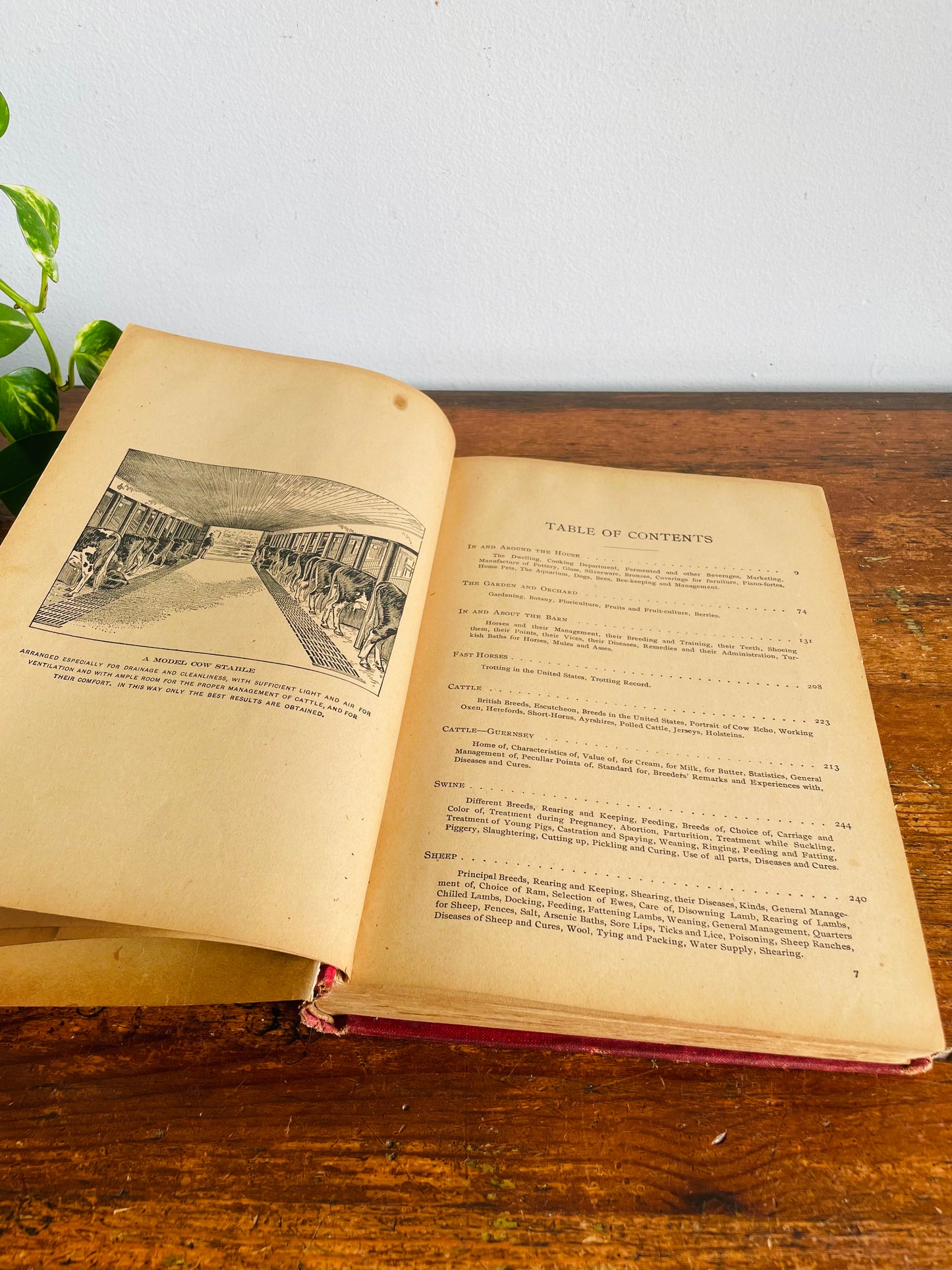 Antique The Standard Horse and Stock Clothbound Hardcover Book - Illustrated Farmer's Practical Guide (1902) - 124 Years Old