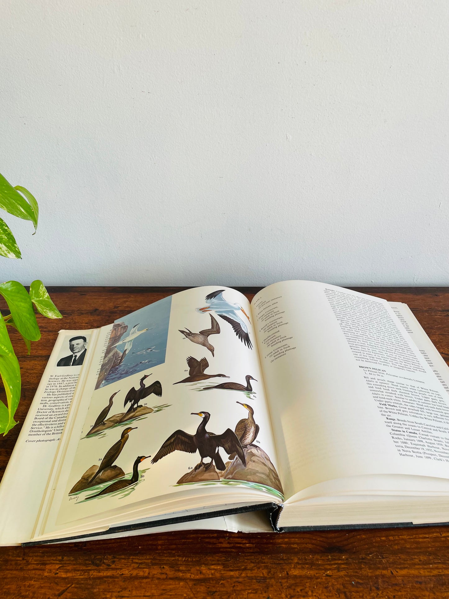 The Birds of Canada by W. Earl Godfrey - Clothbound Hardcover Book (1979)