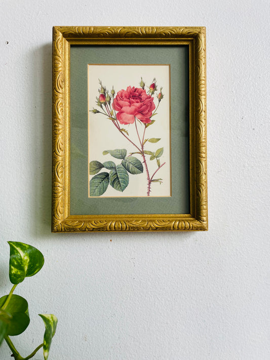 Vintage Framed Botanical Rose Flower Print Picture - Rosa Centifolia Anglica Rubra Illustration by Pierre-Joseph Redouté