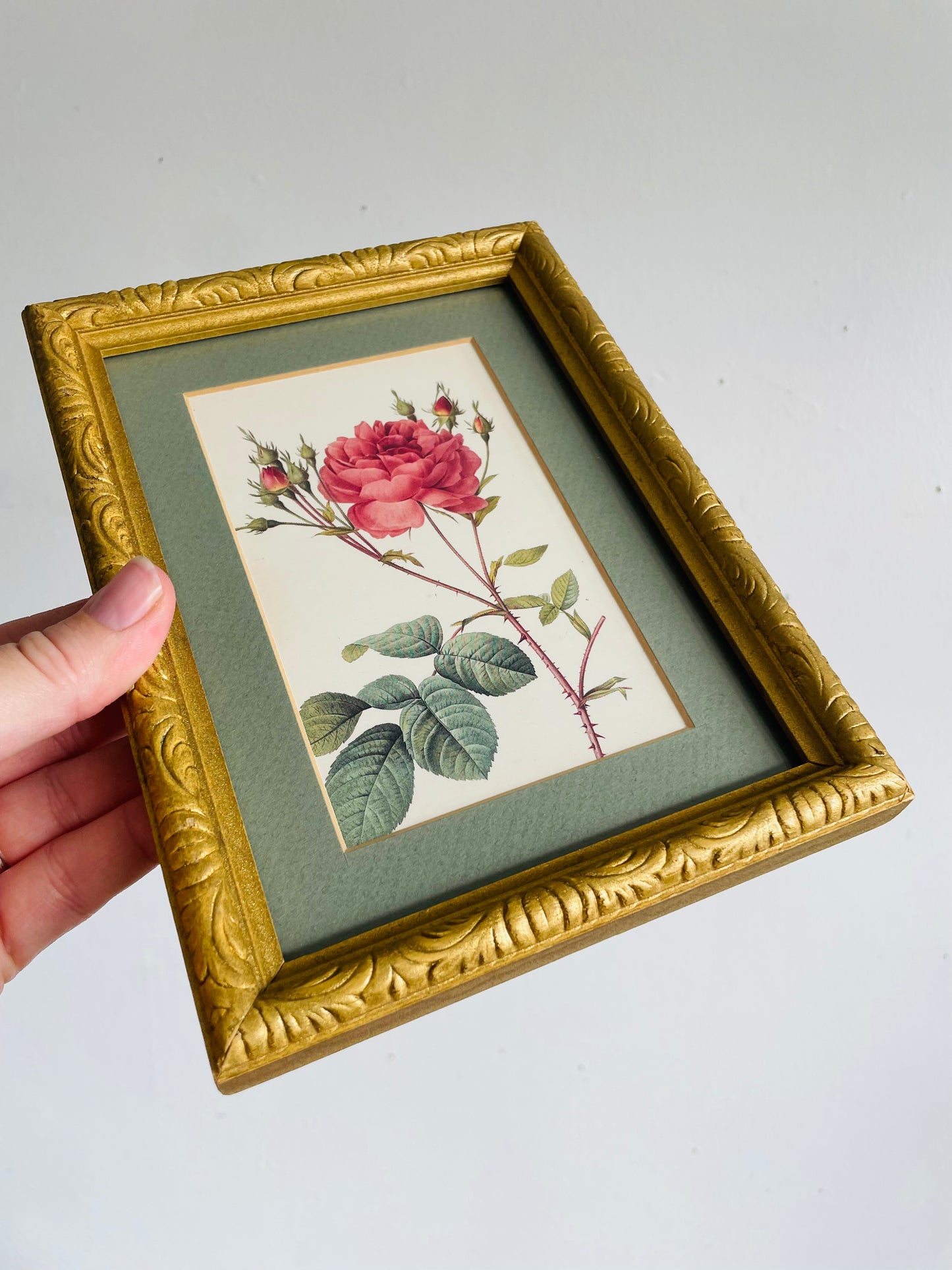 Vintage Framed Botanical Rose Flower Print Picture - Rosa Centifolia Anglica Rubra Illustration by Pierre-Joseph Redouté