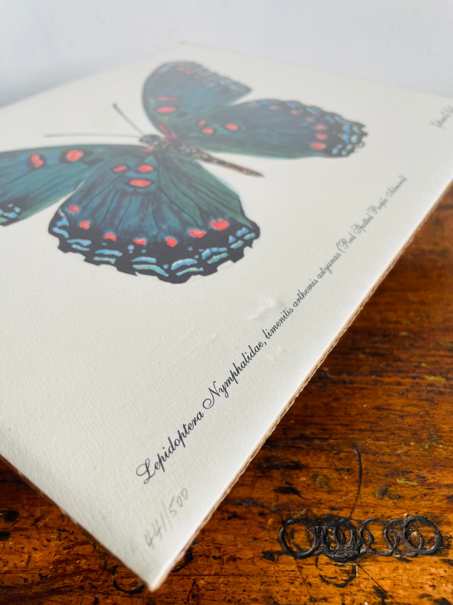 Vintage 1997 Pencil Signed & Numbered Print of Red-Spotted Purple Butterfly by Niagara Artist Katharine E. Porter #1