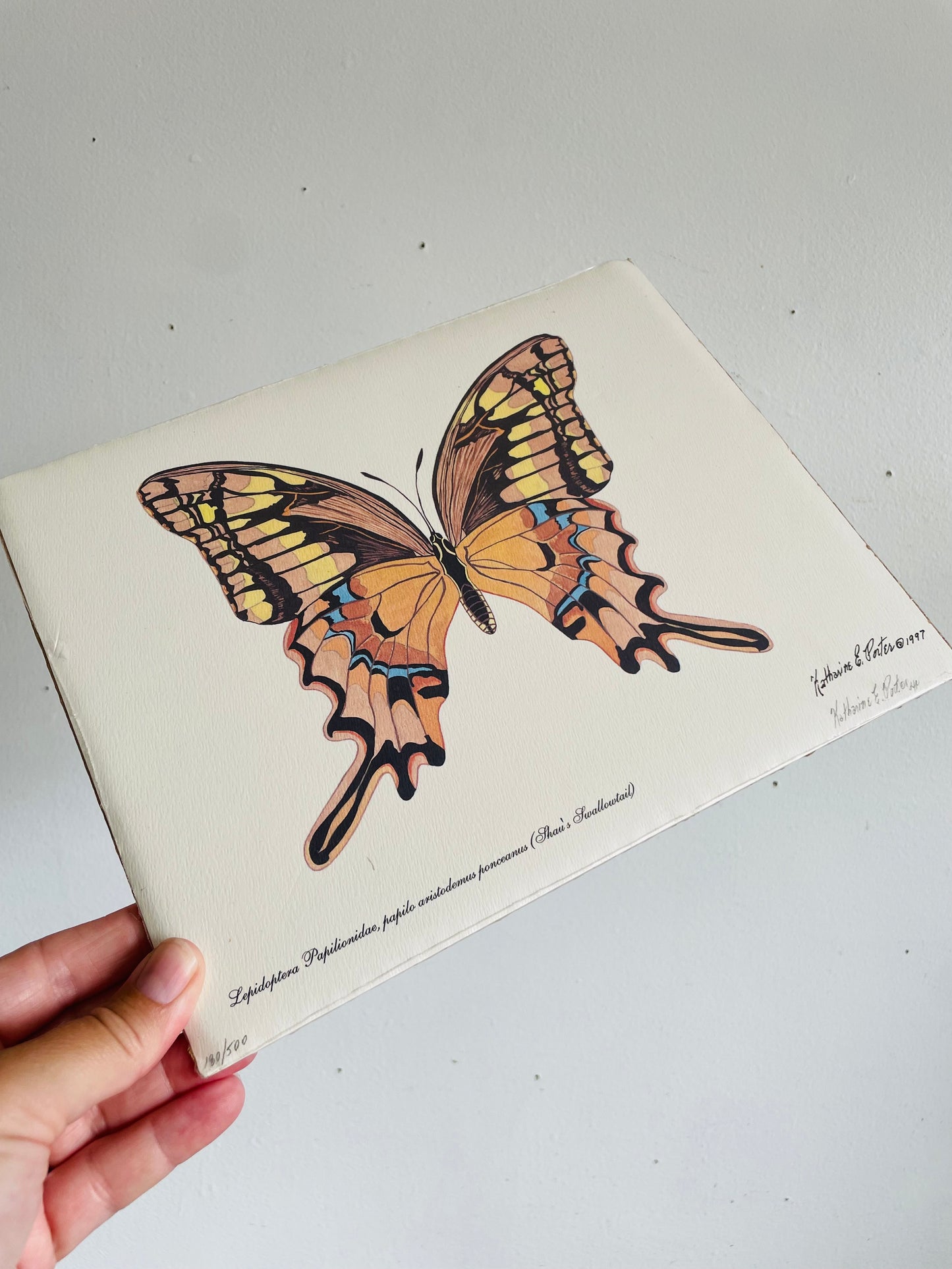 Vintage 1997 Pencil Signed & Numbered Print of Orange Butterfly by Niagara Artist Katharine E. Porter - Schaus' Swallowtail Species