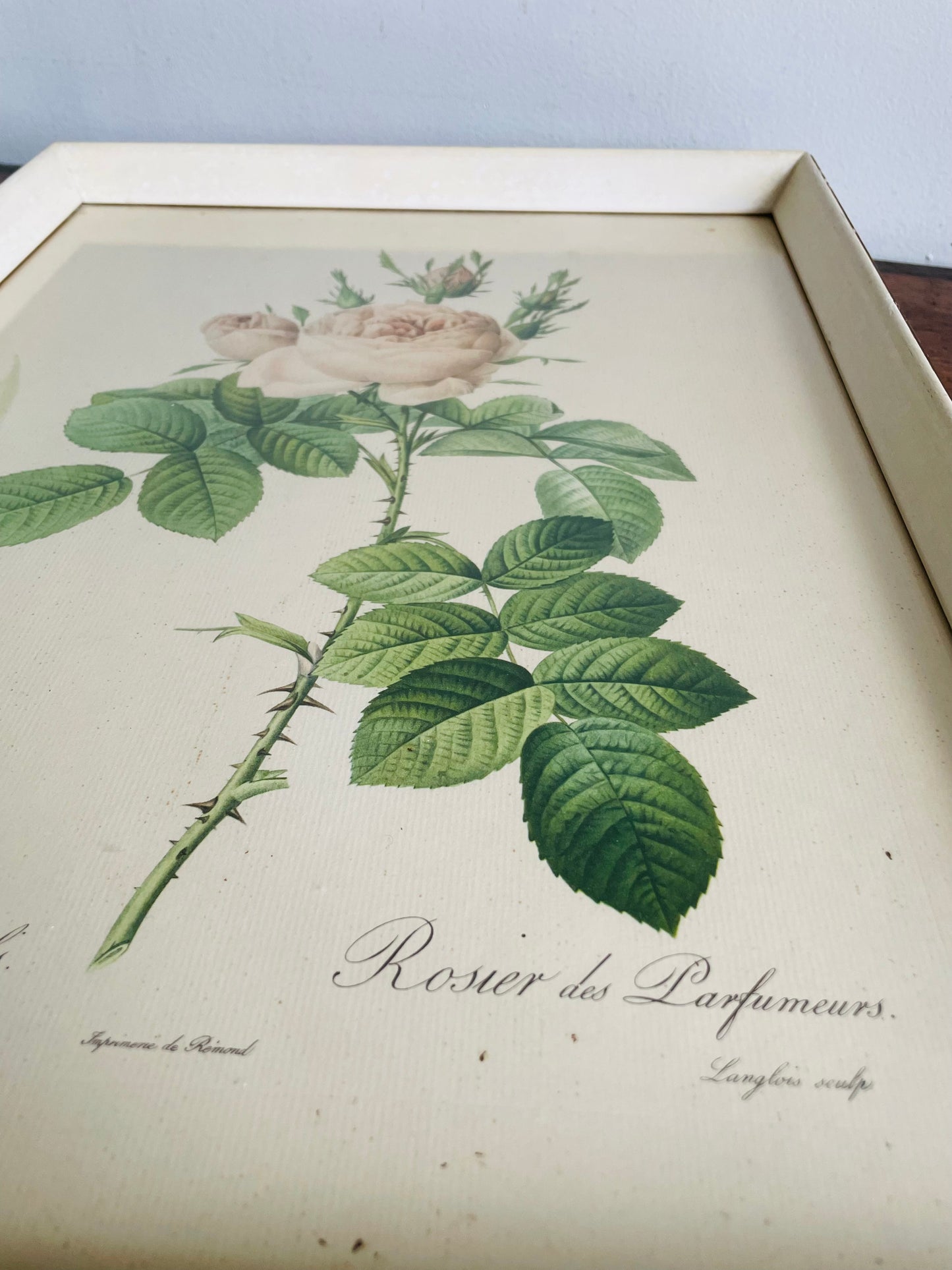 Vintage Floral Botanical Lithograph Print Picture by Pierre-Joseph Redouté - Rosa Bifera Officinalis - Rose Flower - Normill No. 1879 Made in England