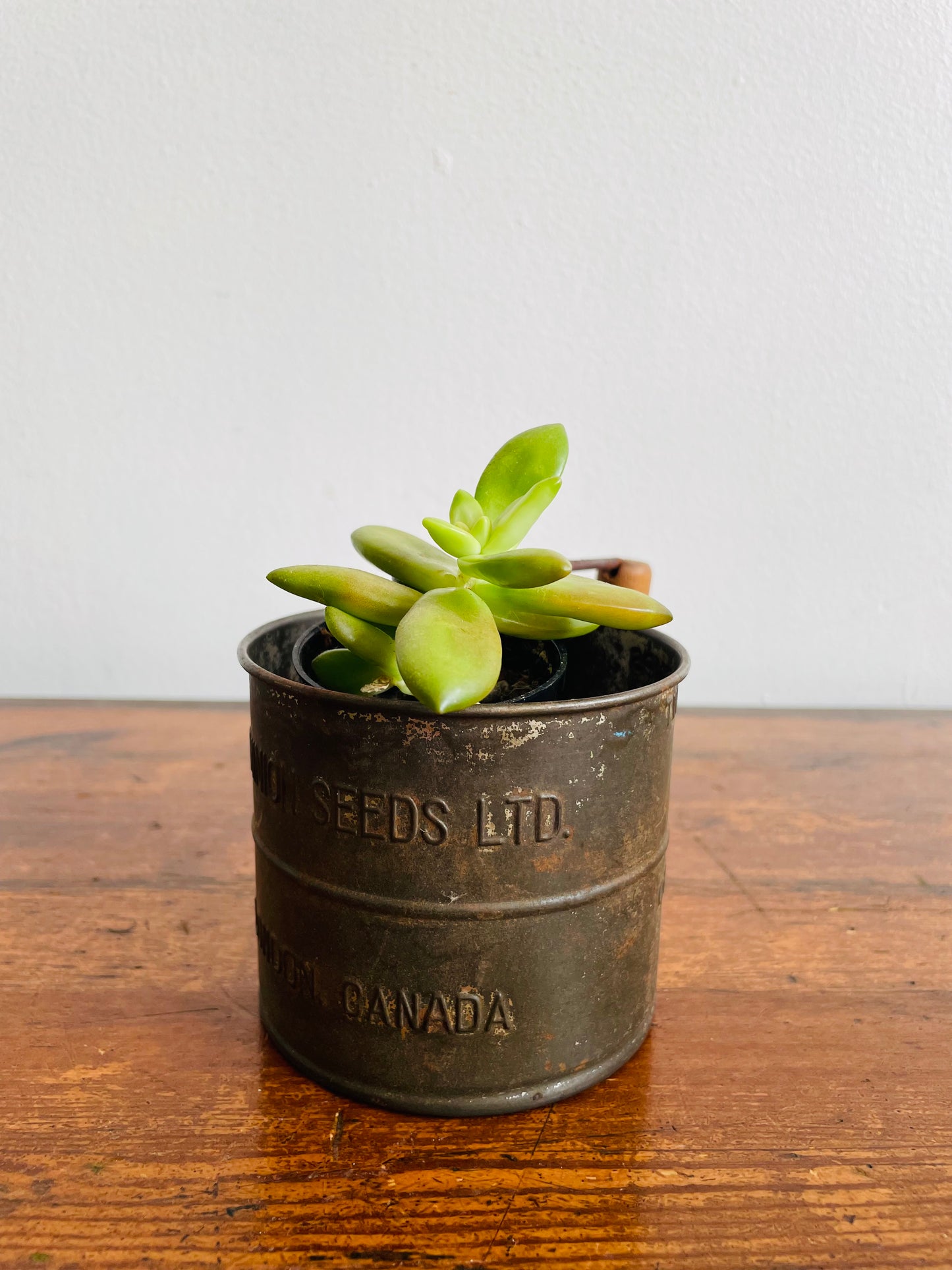 Dominion Seeds Ltd. London Canada 2 Cup Flour Sifter Cup with Wood Handle - Makes a Great Planter!