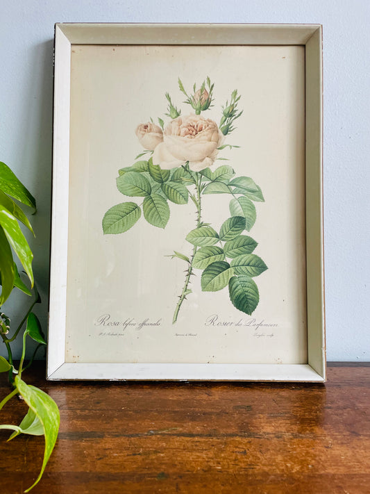 Vintage Floral Botanical Lithograph Print Picture by Pierre-Joseph Redouté - Rosa Bifera Officinalis - Rose Flower - Normill No. 1879 Made in England