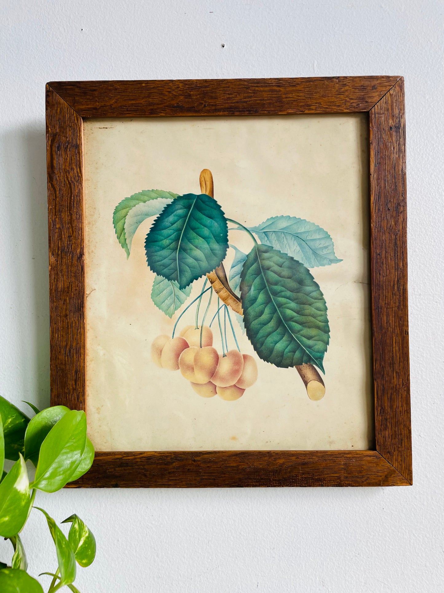 Antique Pre-1869 Hand-Coloured Botanical Cherry Fruit Pomological Picture in Wood Frame - Painted by Frances Despard of Laurel Hill, Queens County, Ireland - Over 157 Years Old