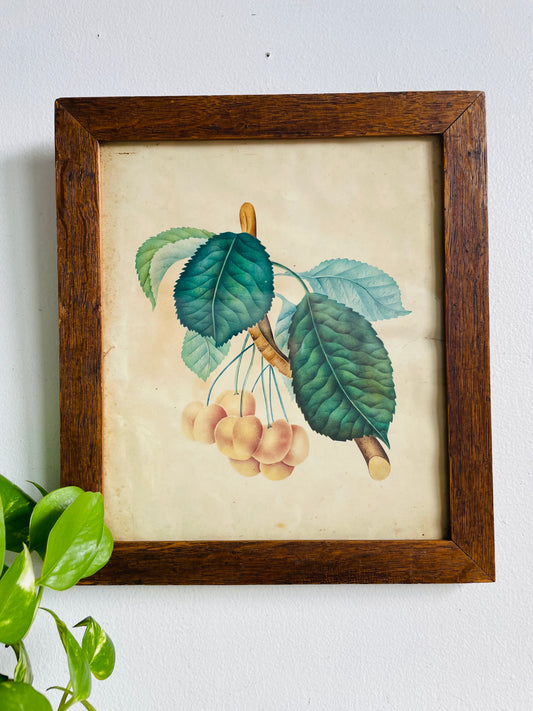 Antique Pre-1869 Hand-Coloured Botanical Cherry Fruit Pomological Picture in Wood Frame - Painted by Frances Despard of Laurel Hill, Queens County, Ireland - Over 157 Years Old
