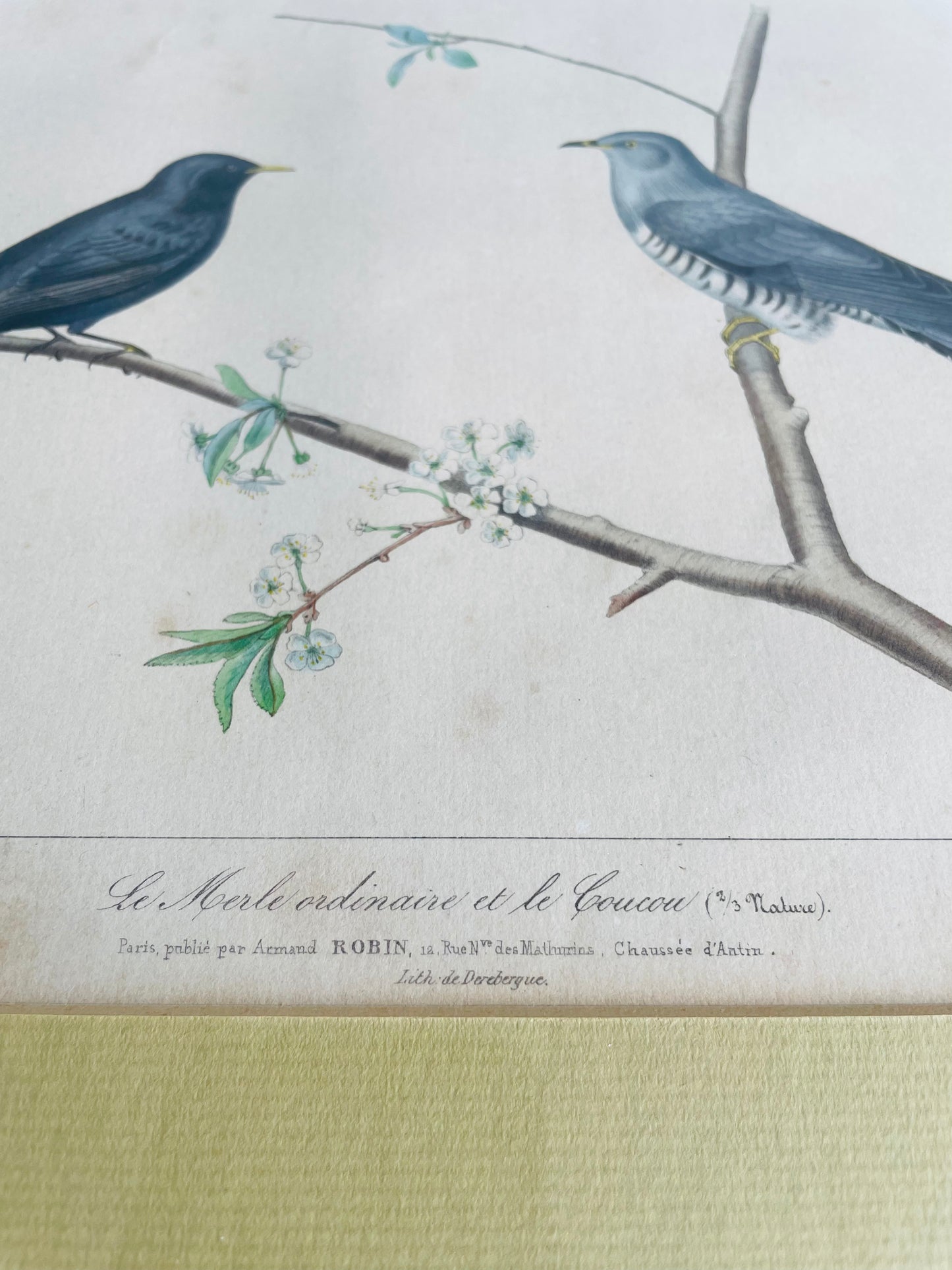 Edouard Travies Galerie Ornithologique Collection of European Birds Framed Lithograph Print - The Common Blackbird & The Cuckoo