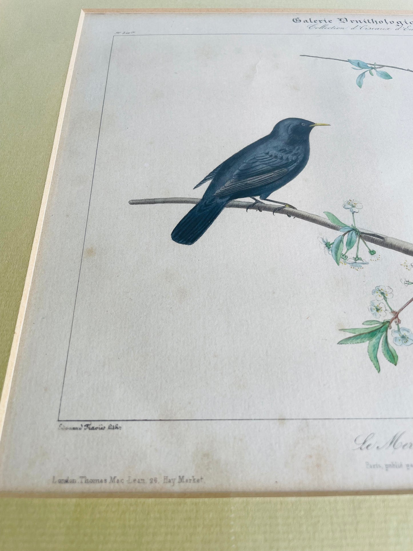 Edouard Travies Galerie Ornithologique Collection of European Birds Framed Lithograph Print - The Common Blackbird & The Cuckoo