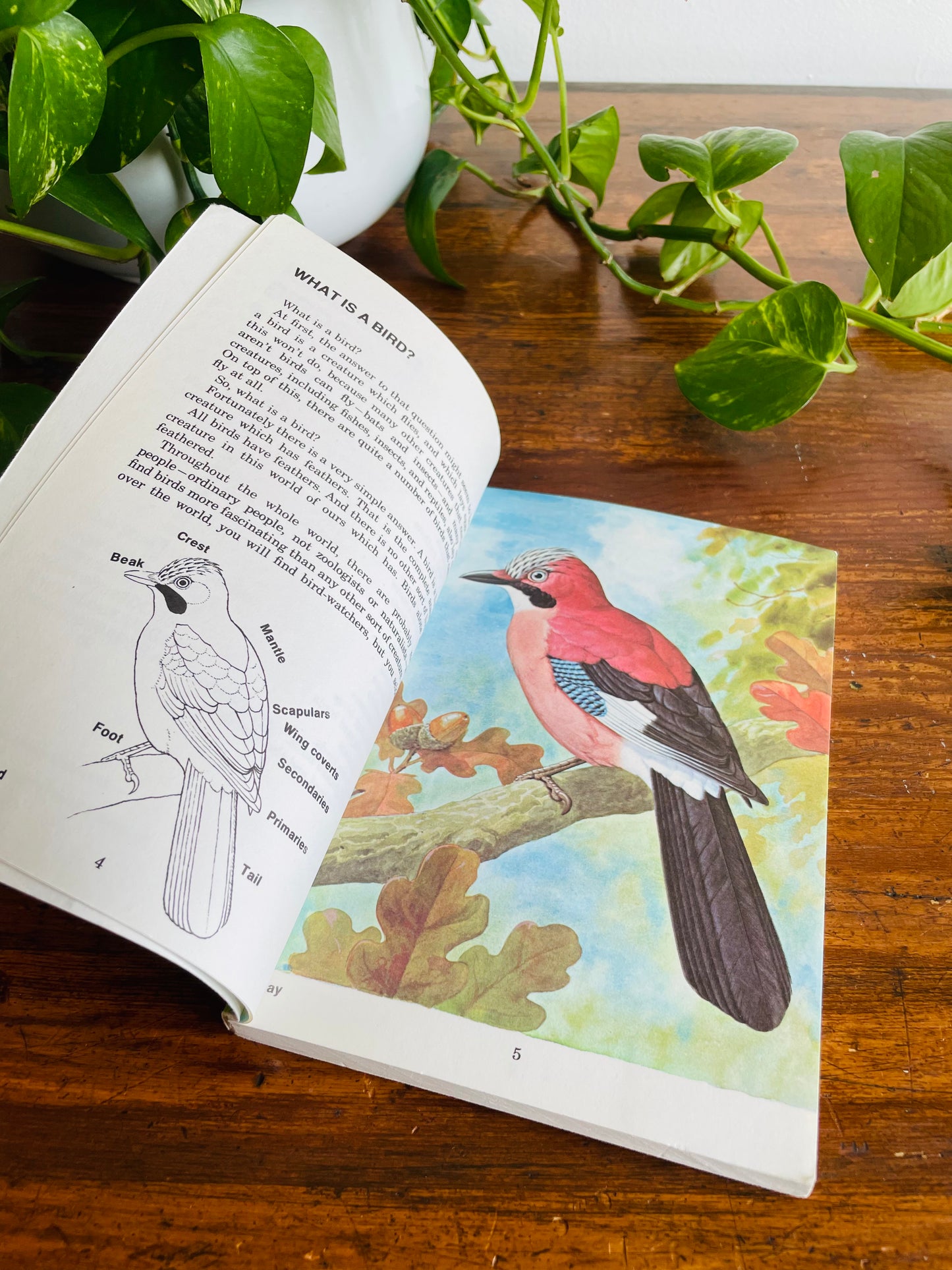 Know About Birds Book by Frederick Edwards (1975)