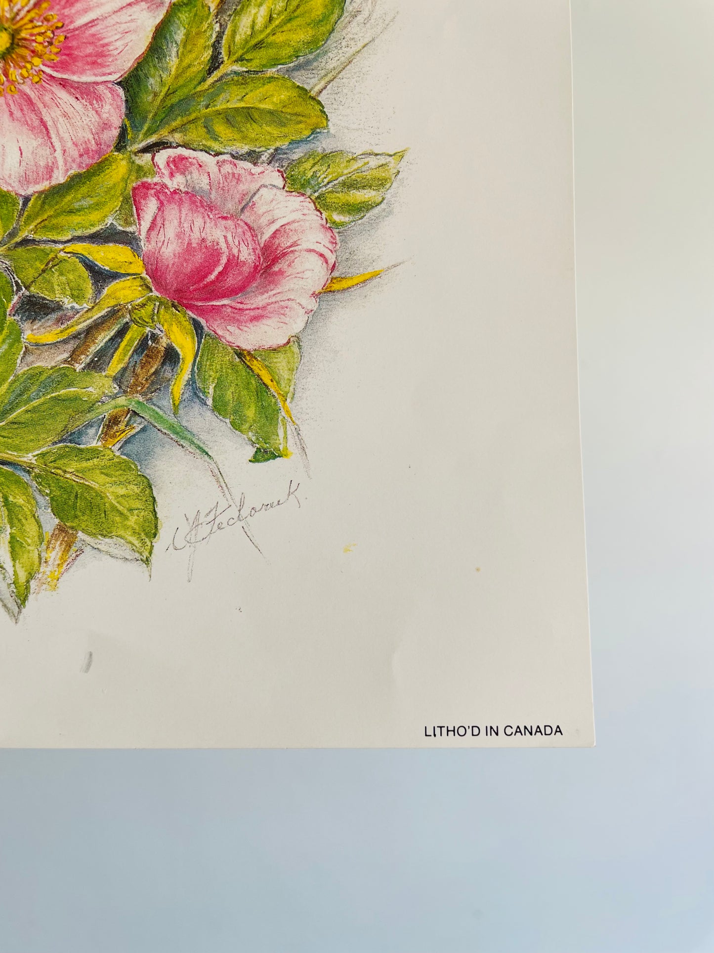 Blush Pink Wild Roses - Floral Lithograph Print Ready for Framing!