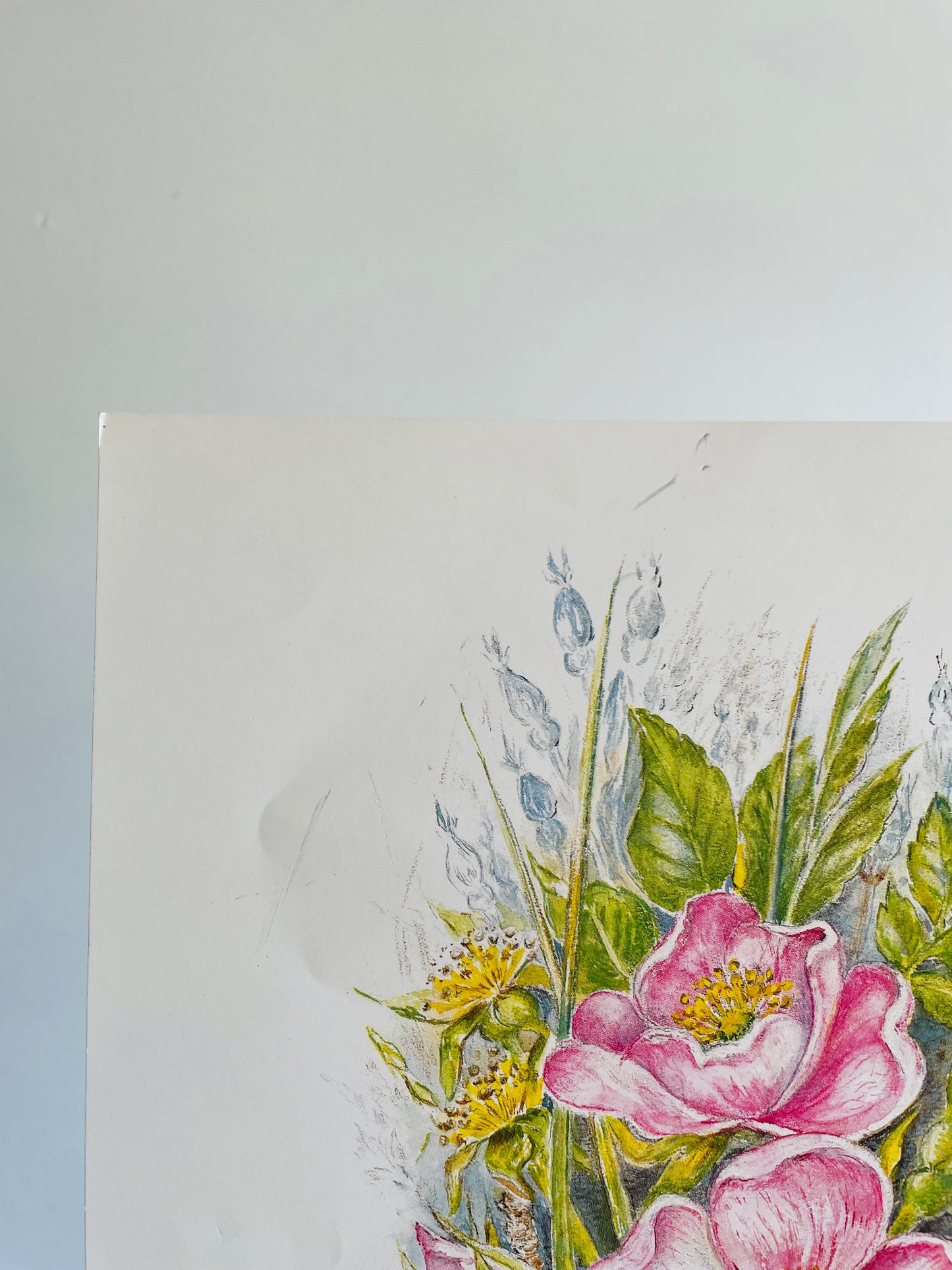 Blush Pink Wild Roses - Floral Lithograph Print Ready for Framing!