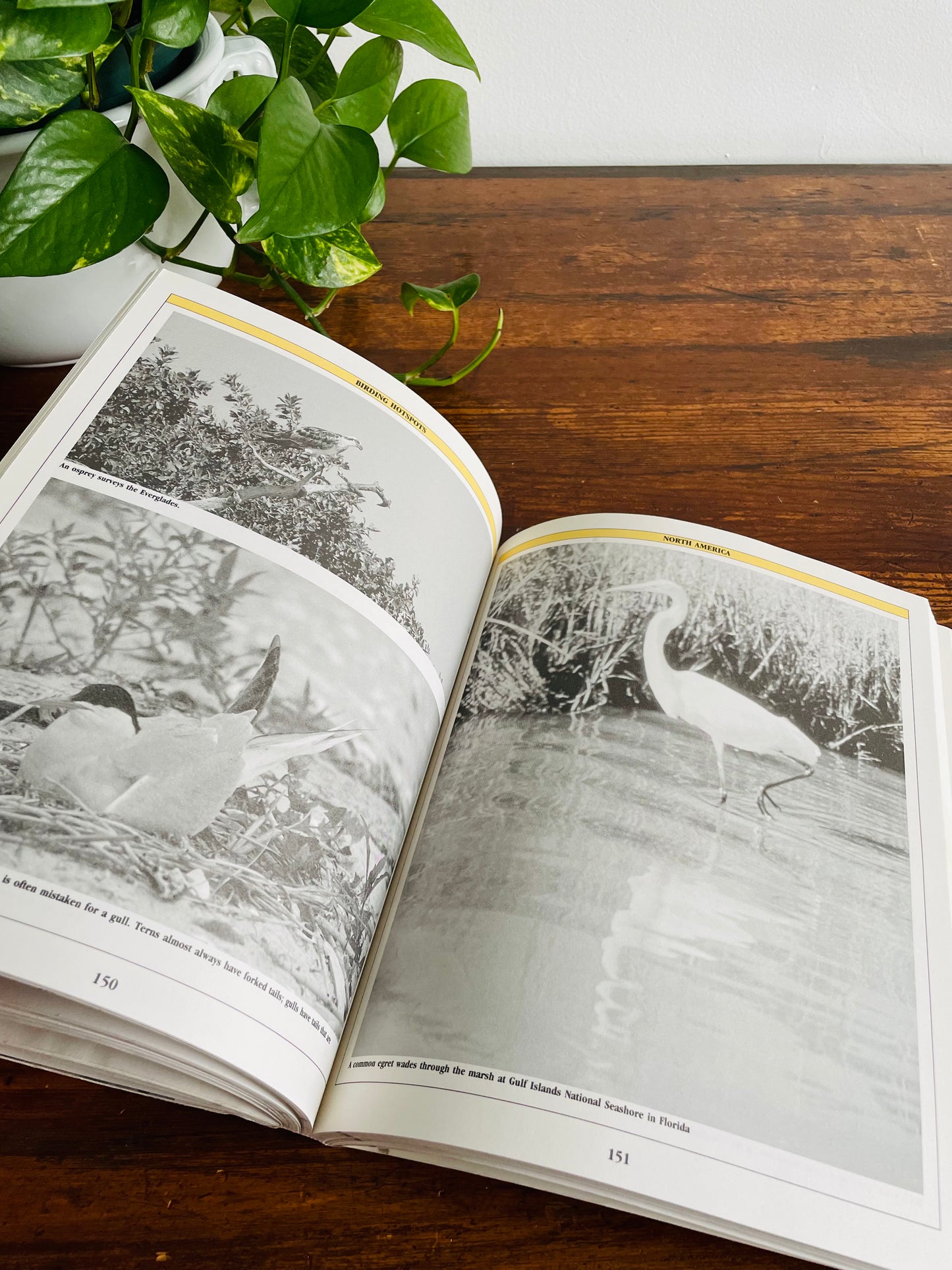 The Birder's Catalogue: The Sourcebook for Birding Paraphernalia (1989)