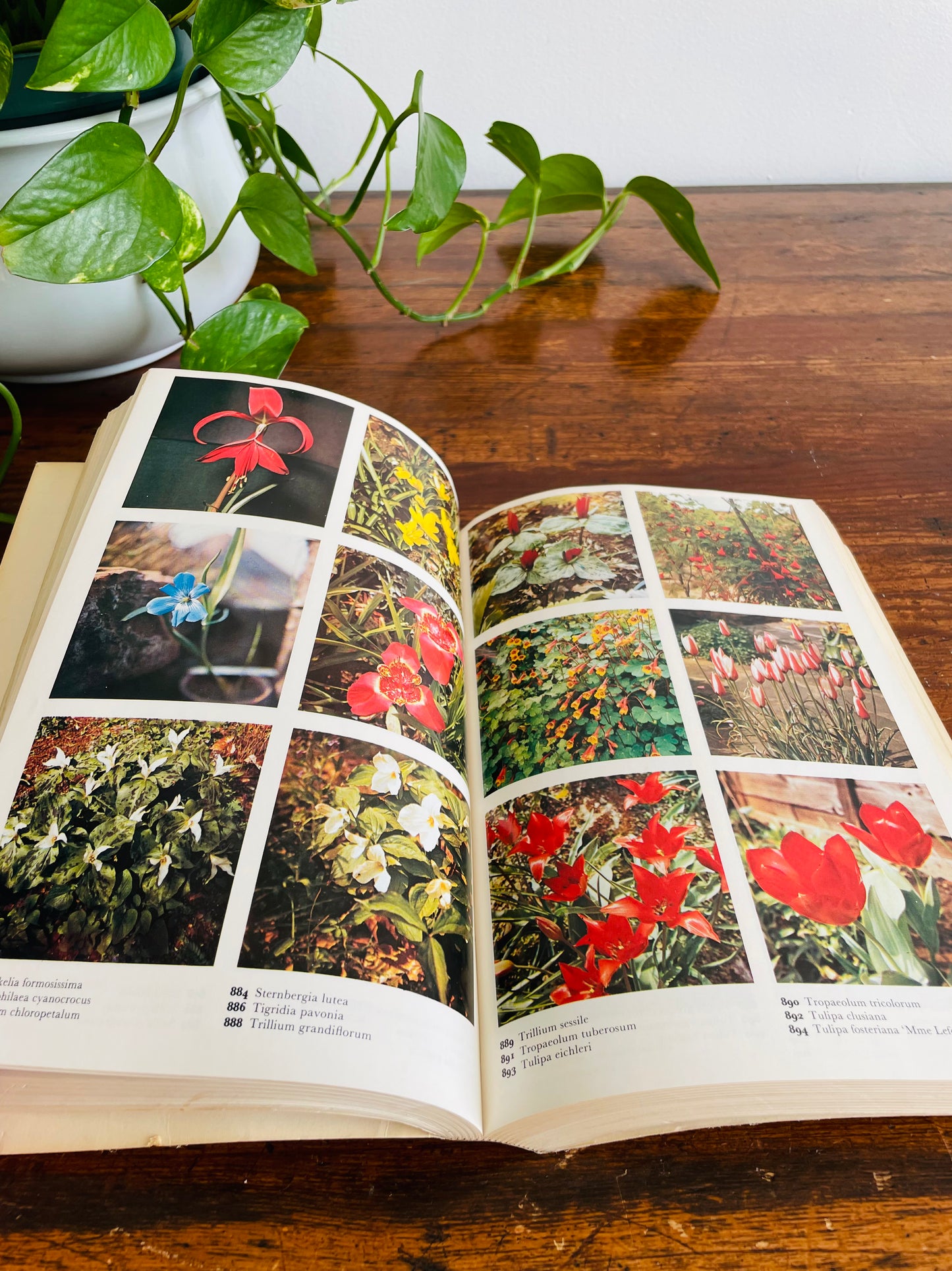 The Color Dictionary of Flowers and Plants for Home & Garden Book - Roy Hay & Patrick M. Synge (1984)